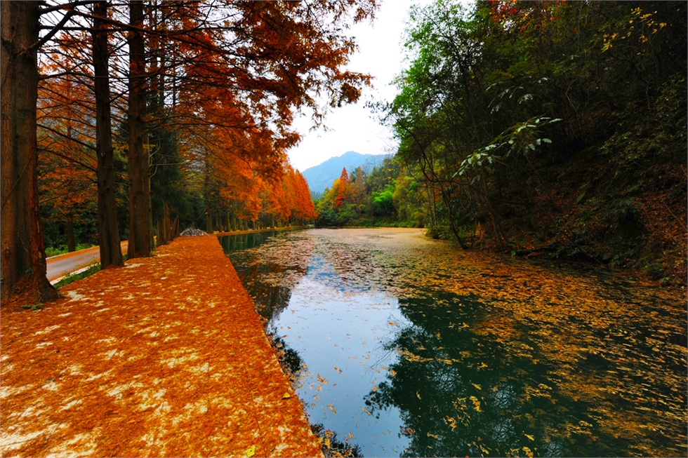 贵州值得一去的原生态村在哪里,贵州世界十大森林旅游胜地之一