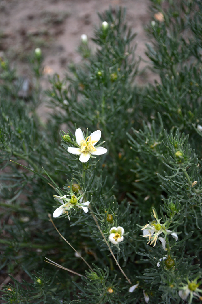 行者无疆-6月乌孙，漂洋过海为圣湖，翻山越岭因初心