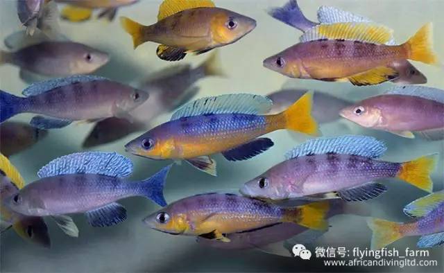 什么叫口孵,口字偏旁的秘密