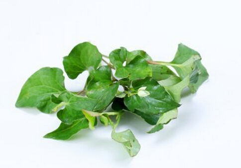 鱼腥草的功效是清火还是治病,鱼腥草的作用与功效鱼腥草图片