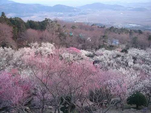 日本樱花盛开之时游人如织,日本已经等不及了