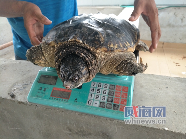 一市民买下鳄龟饲养然而它却“闹绝食”