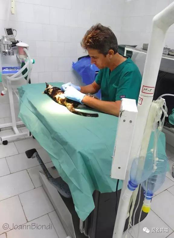 什么是古巴猫,哈瓦那棕猫的寿命