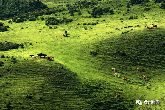 乌蒙大草原自驾攻略,成都到贵州乌蒙大草原旅游攻略