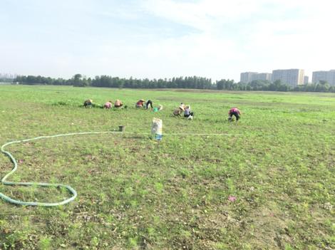 双流赏花一日游最佳景点,双流附近看花景点在哪里