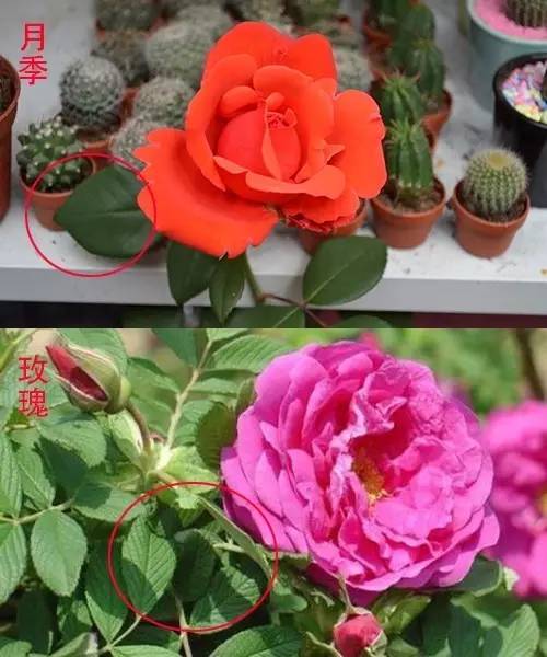 月季和玫瑰的区别在哪里呢,玫瑰与月季的区别在哪里
