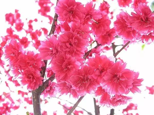 最近特别想买名牌包,最近特别想买包包