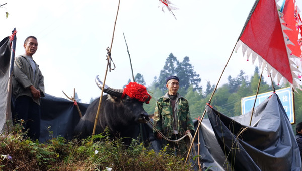 苗寨斗牛风俗视频,苗寨斗牛活动