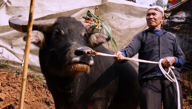 苗寨斗牛风俗视频,苗寨斗牛活动
