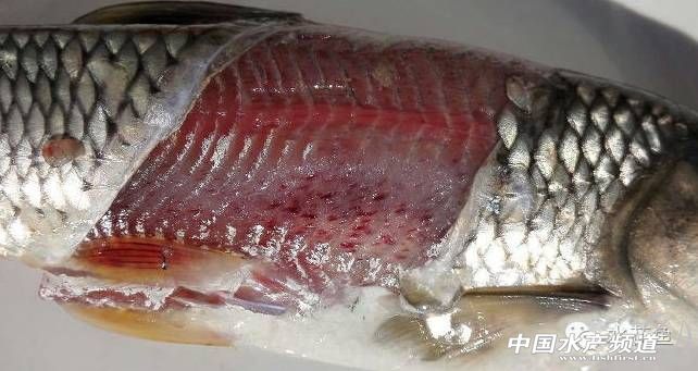 草鱼三大病症状,草鱼老三病怎么治疗效果最好