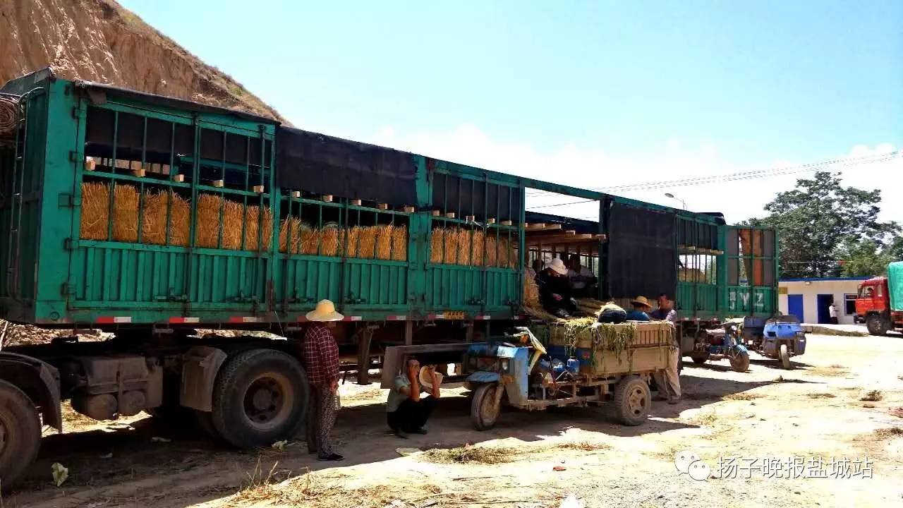 厉害了Word大学生！甘肃沙田瓜运到盐城卖，10天销量达70吨