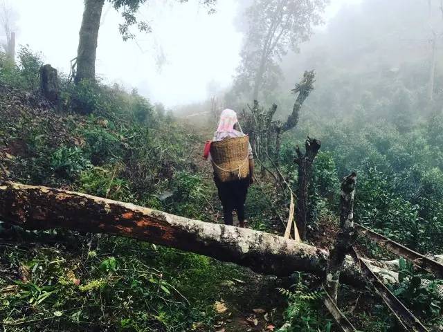 景迈山04｜远上茶山石径斜