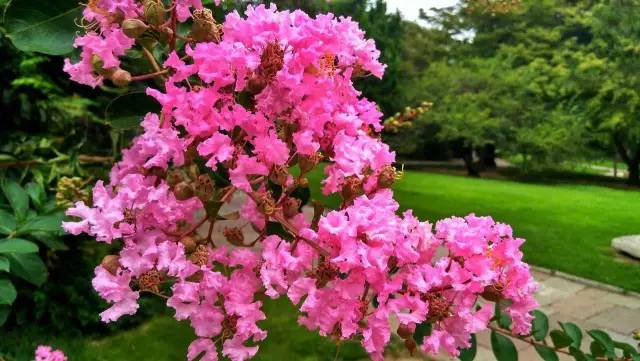 紫薇开花发朋友圈,紫薇树图片朋友圈
