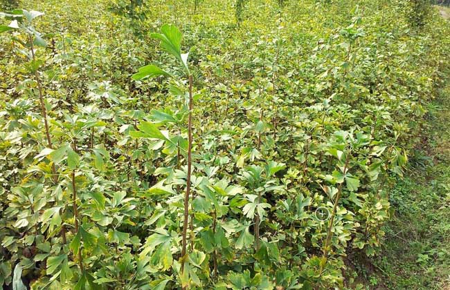 银杏树苗20公分多少钱一棵,银杏树苗的价格多少