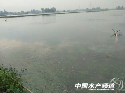 蟹塘蓝藻的原因和处理,蟹塘又生蓝藻又生青苔什么原因
