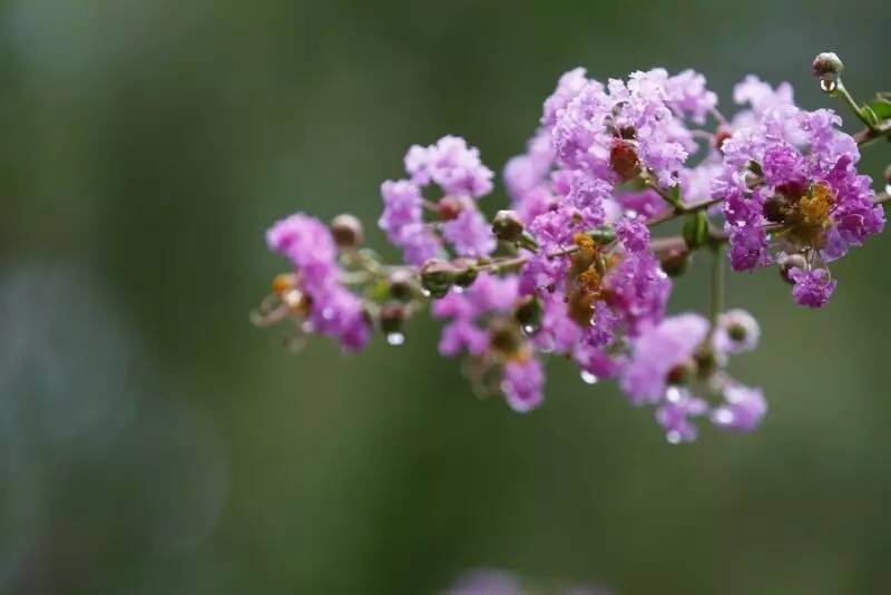 紫薇开花发朋友圈,紫薇树图片朋友圈