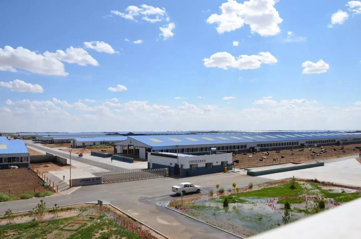 圣牧有机奶治沙,圣牧高科奶业公司