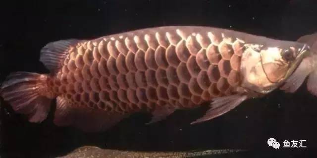 看看邻国玩家是怎么养龙的