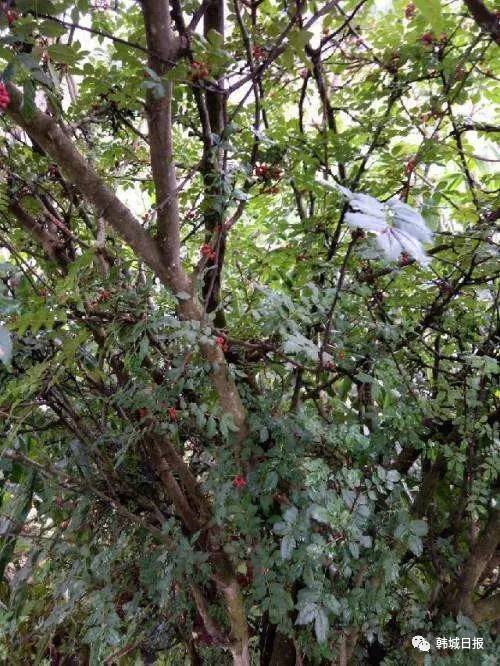 韩城哪个地方的花椒最好 (韩城花椒推荐)