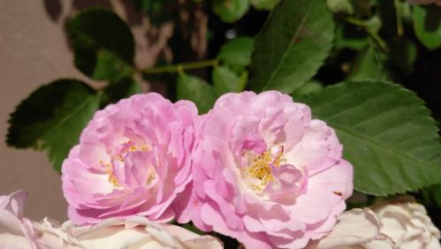 锤子坚果pro手机上手测评,锤子手机坚果pro2开箱评测