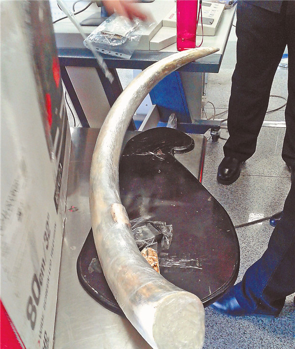 携带象牙、熊指甲让俄海关情何以堪 中国旅客过境需注意合规