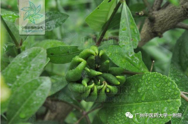 中药佛手瓜和佛手一样吗功效是啥,中医佛手和蔬菜佛手是什么区别