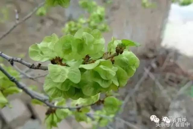 遂平家常饭,山西晋中寿阳家常饭