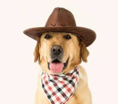 「福利」这周末有一场和宠物的约会等你来，小布送票送助攻→