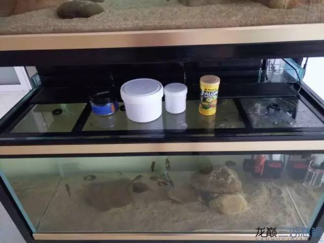 从零开始原生缸,从零开始造景缸