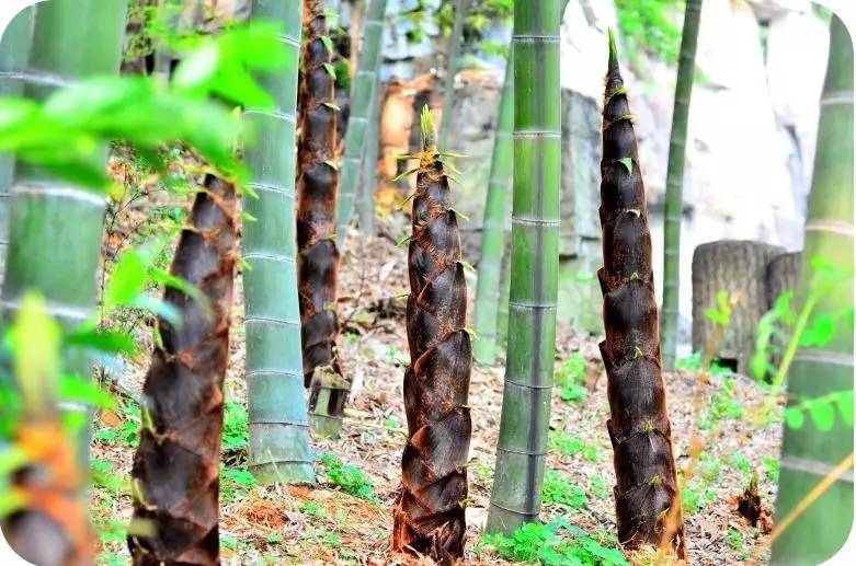 走进新三板渝企，上游财经诚邀您8月24日品味熊猫雷笋