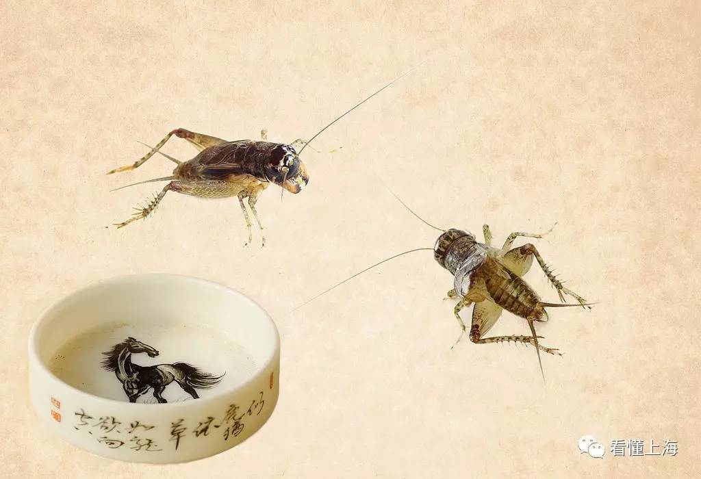 上海人休闲娱乐斗地主,上海人斗地主