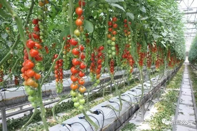 无土栽培的成本和利润如何,原来这就是变富秘诀