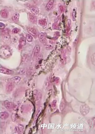 鳃霉病如何治疗,鳃霉病治疗方法水产养殖