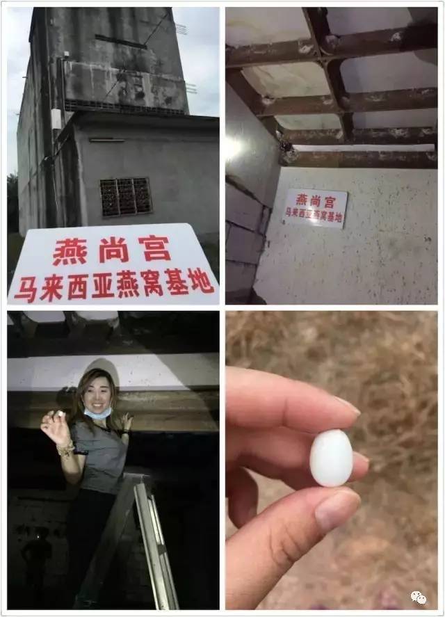 燕窝该怎么挑选,燕窝怎么挑才快又干净