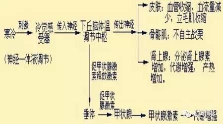 你的脾胃虚弱吗,你的肠胃