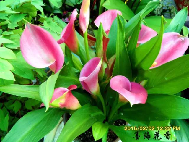 彩色马蹄莲花养殖注意事项,彩色马蹄莲养了三年为啥不开花