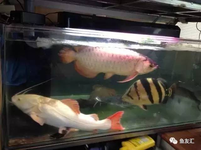 超变态的捕鱼达人,高密度大型猛鱼