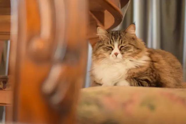 听说你们对706小管家很好奇？｜706个人