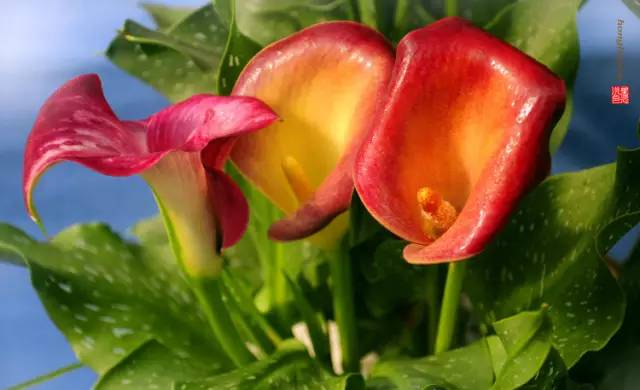 彩色马蹄莲花养殖注意事项,彩色马蹄莲养了三年为啥不开花