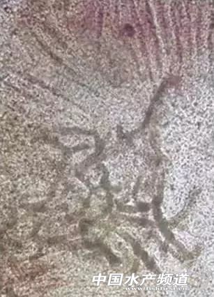 鳃霉病如何治疗,鳃霉病治疗方法水产养殖