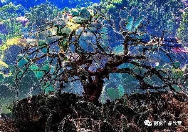 摄影师张艳画意摄影,摄影师人物摄影作品