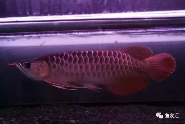 龙鱼价格为什么那么贵,日本金龙鱼多少钱