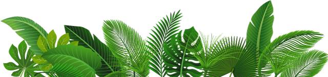 枣树的常见病虫害防治方法,枣树病虫害防治方法与技术