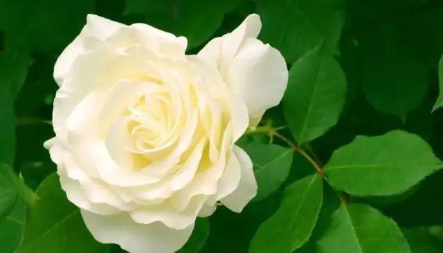 玫瑰花特征和知识,植物百科依兰花