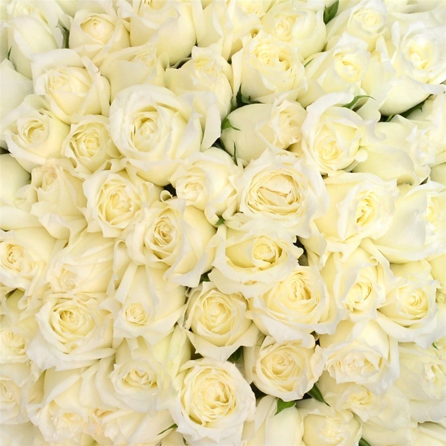 一生只爱一个人一世只为一个魂,一生只爱一个人一世只为一段情