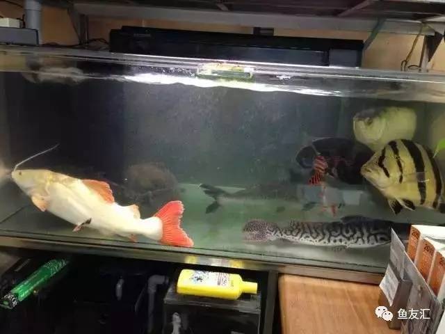 超变态的捕鱼达人,高密度大型猛鱼