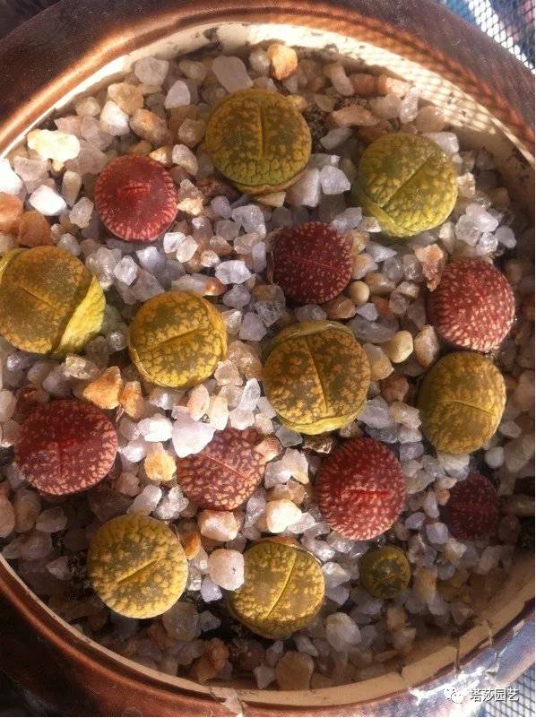 生石花最好养的品种,生石花品种大全图谱和价格