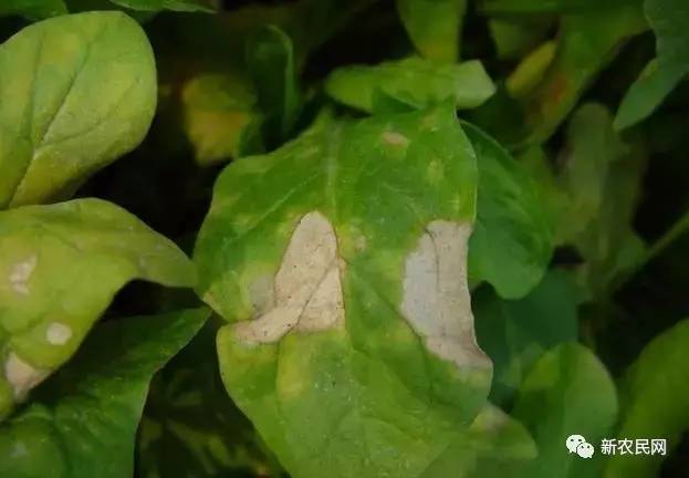 怎样防治菠菜的叶斑病,大棚菠菜病虫害防治技术