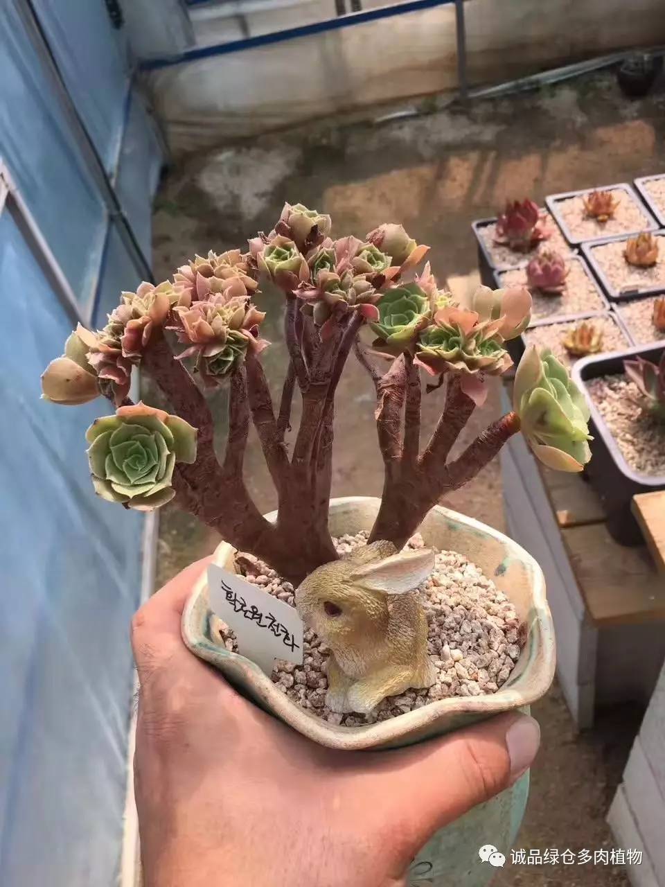 秀肉肉｜本周韩国肉肉直播图集