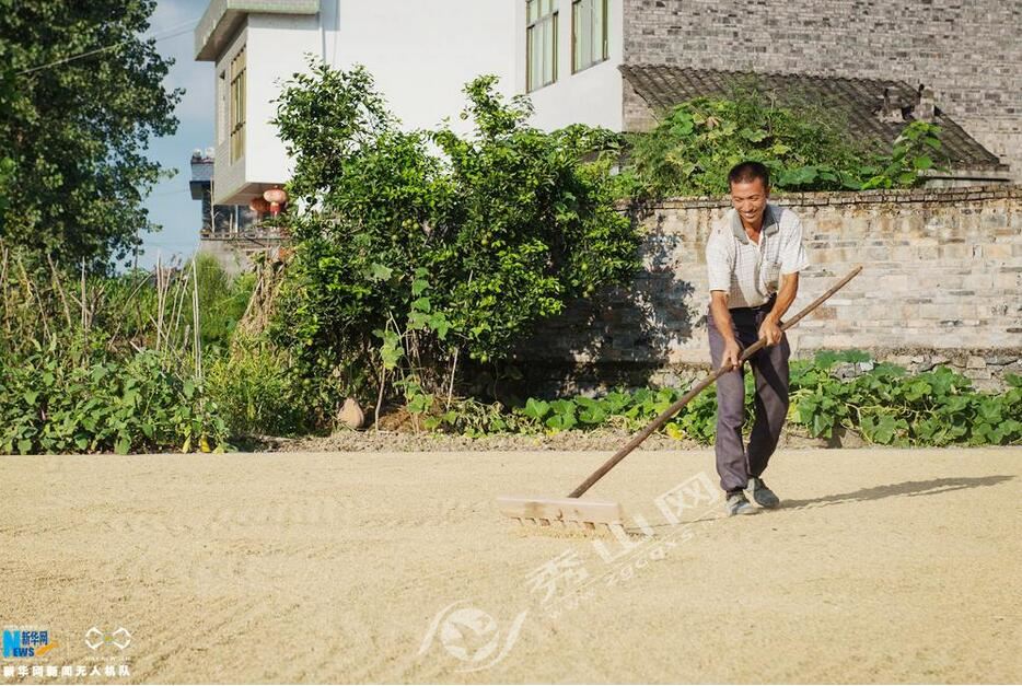 成熟水稻田丰收视频,高山梯田水稻收割视频